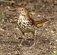 Brown Thrasher-2